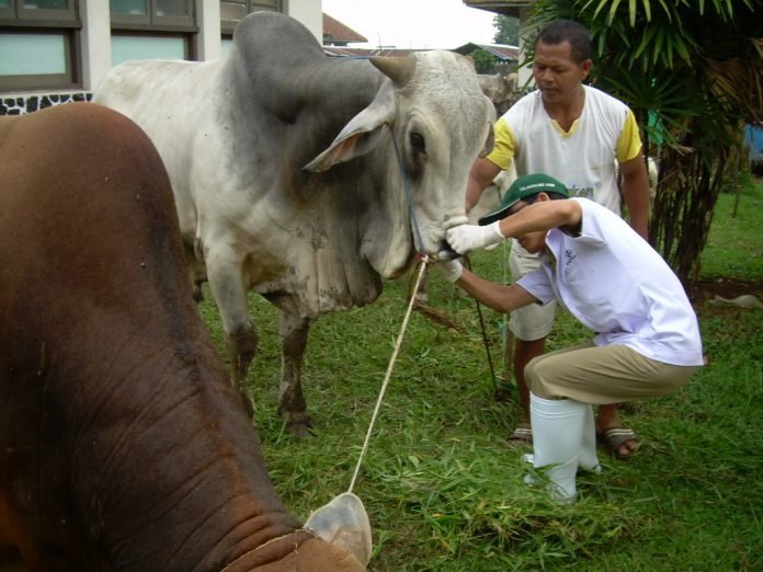Kurban