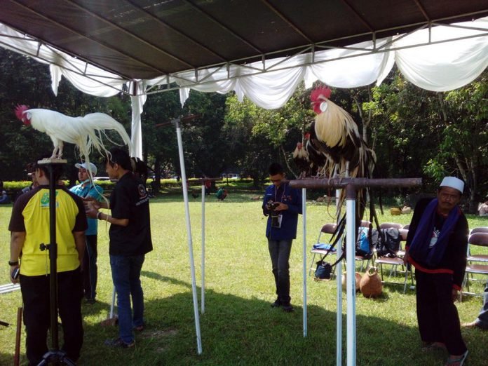 AYam