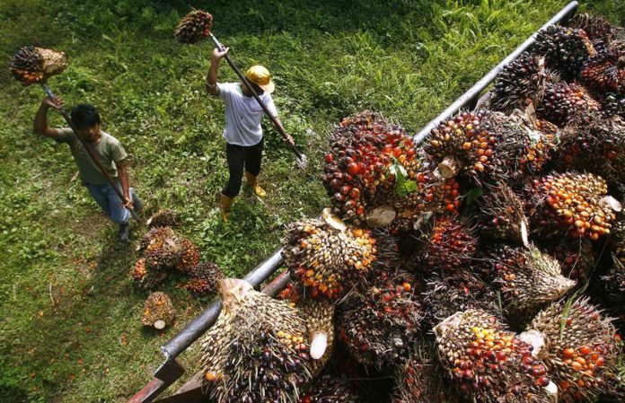 oil_palm