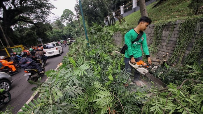 Ditebang