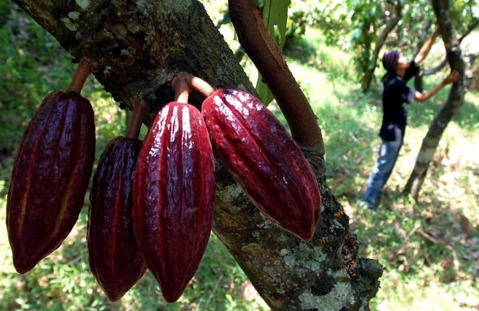Agrowisata Kakao