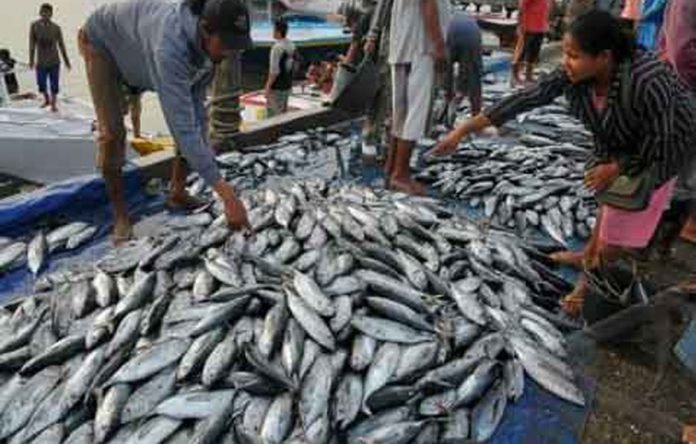 ikan tuna