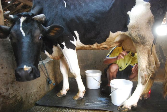 Bakteri Brucellosis